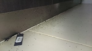 this client had some ants coming through the bathroom widow, but the ants were hiding under the cabinettes kickboards to get out of the rain 