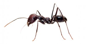 black house ant